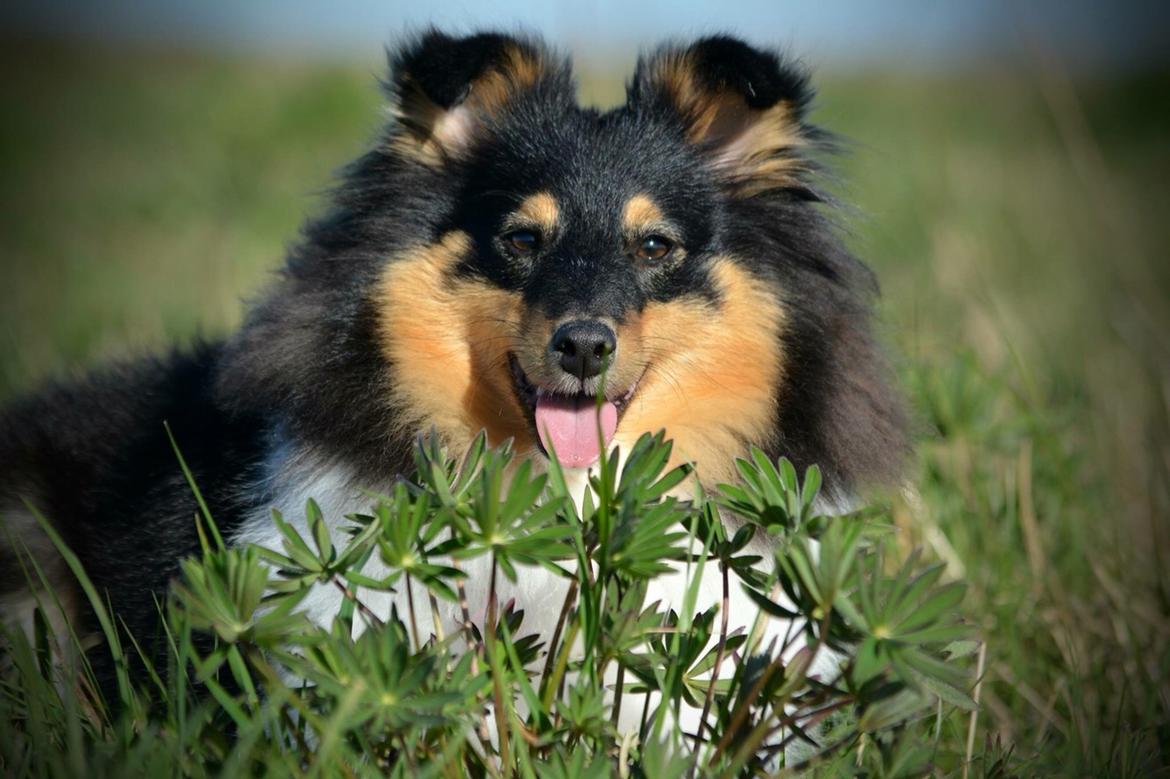 Shetland sheepdog Microgården's Zusie Q aka Esther billede 47