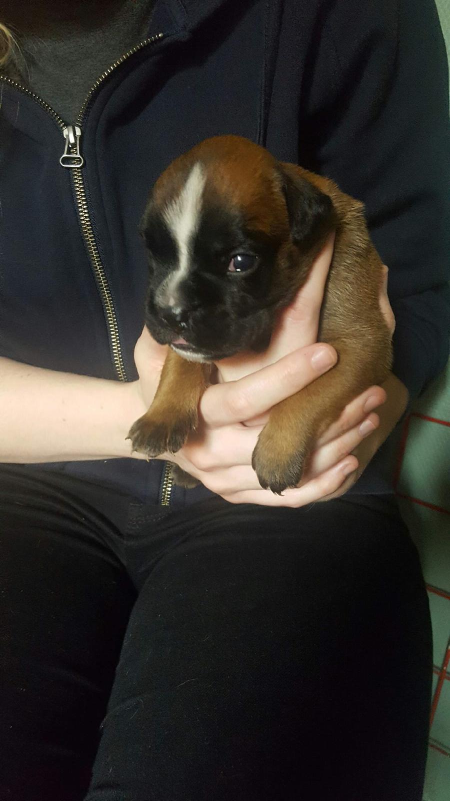 Boxer Skovhøjs Rocko (Caesar) billede 2