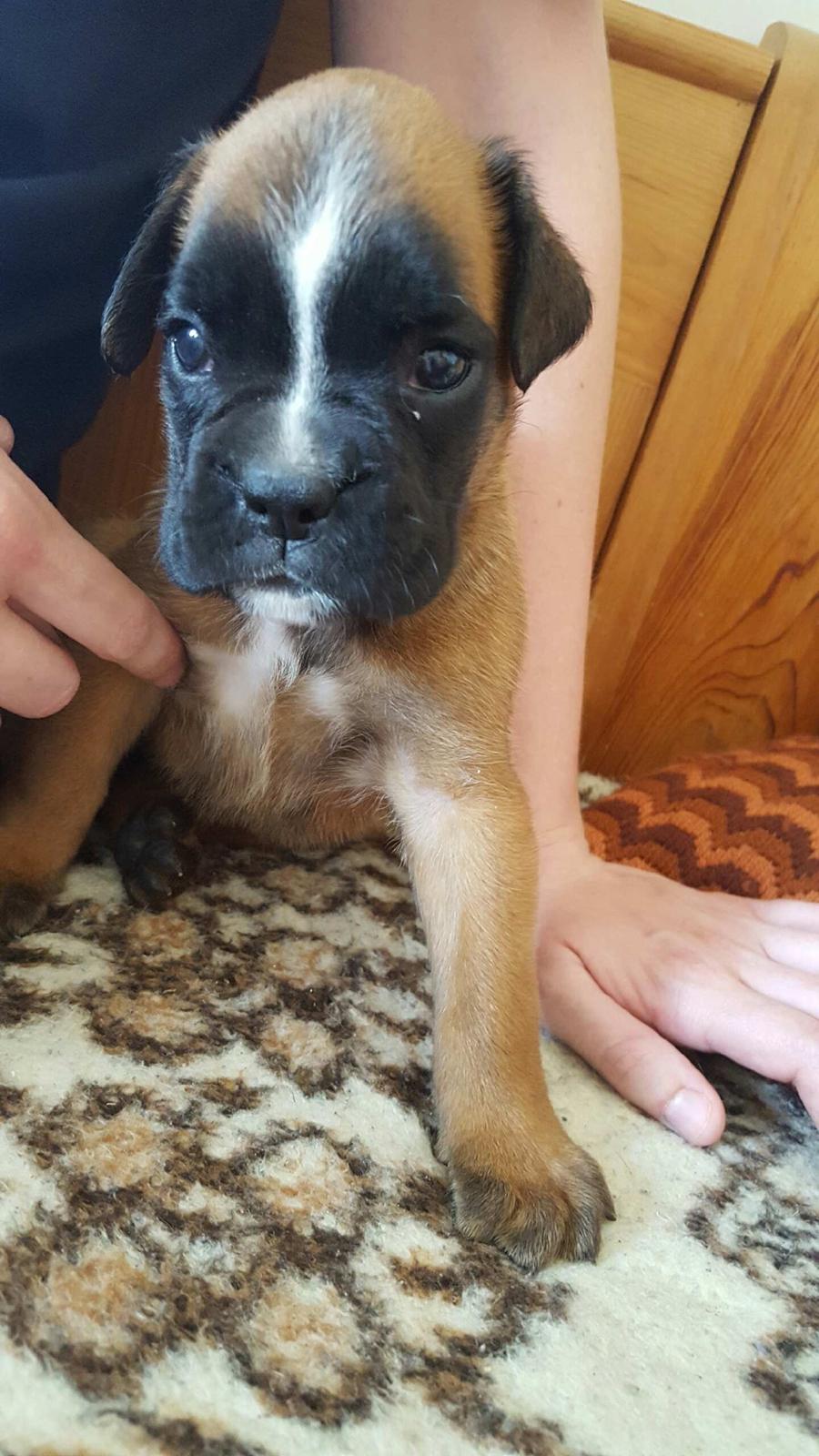 Boxer Skovhøjs Rocko (Caesar) billede 4