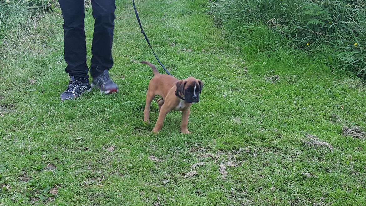 Boxer Skovhøjs Rocko (Caesar) billede 6