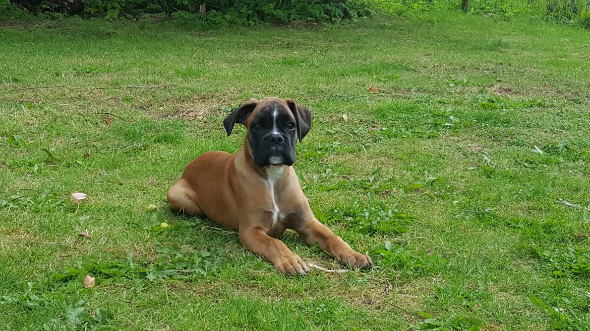 Boxer Skovhøjs Rocko (Caesar) billede 9