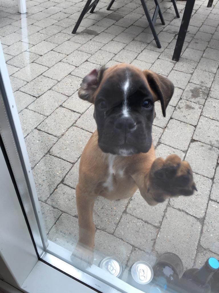 Boxer Skovhøjs Rocko (Caesar) billede 7