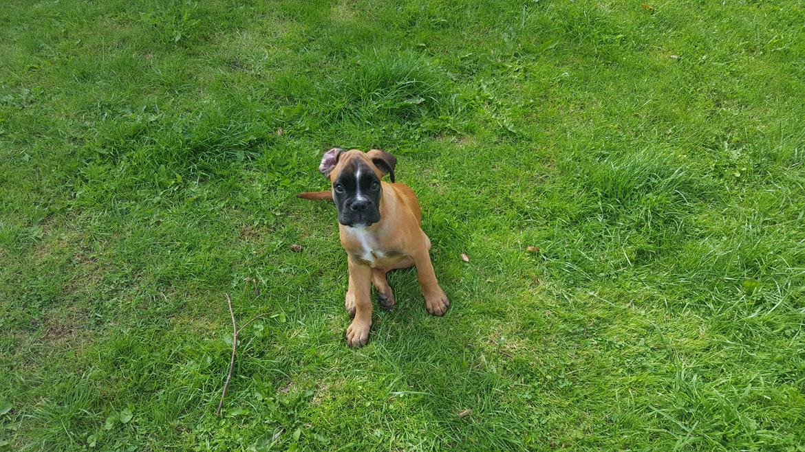 Boxer Skovhøjs Rocko (Caesar) billede 8