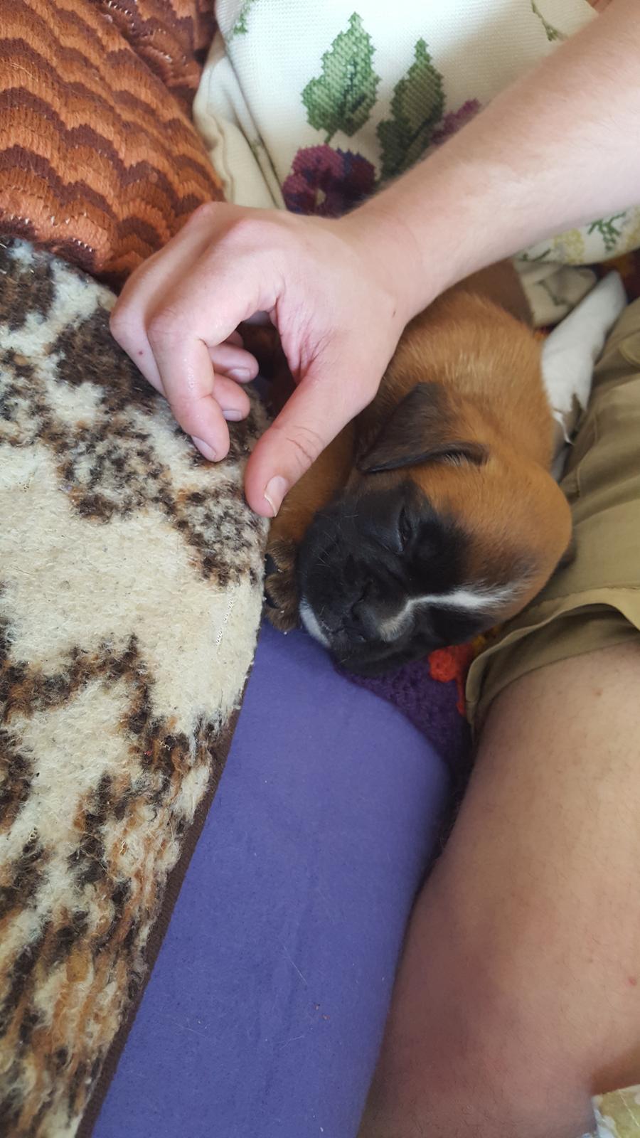 Boxer Skovhøjs Rocko (Caesar) billede 3