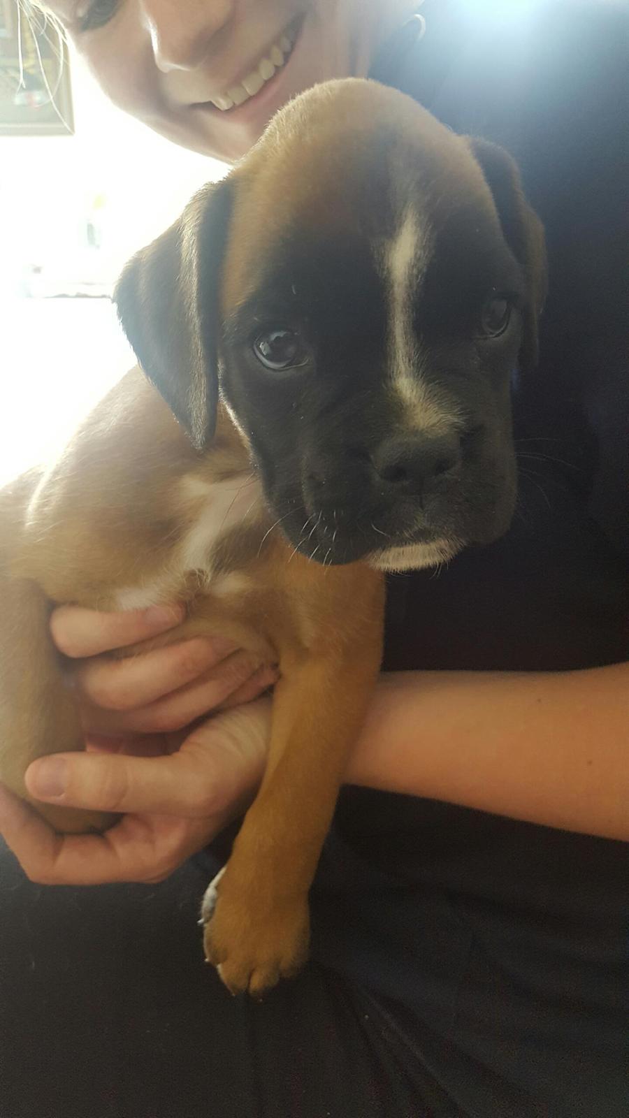 Boxer Skovhøjs Rocko (Caesar) billede 5