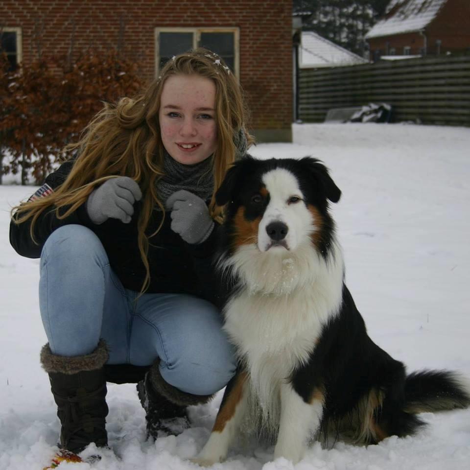 Australian shepherd Godrumgaard's Theo billede 1