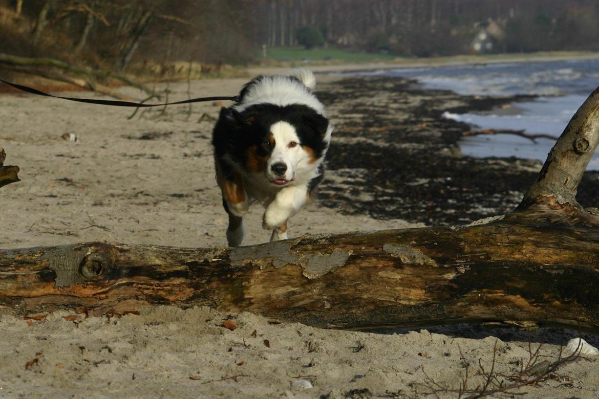 Australian shepherd Godrumgaard's Theo - Hop! billede 2