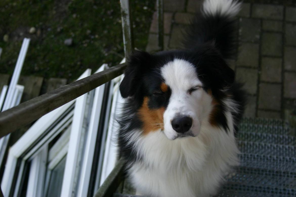 Australian shepherd Godrumgaard's Theo - Fail billede af Theo. :pp billede 13