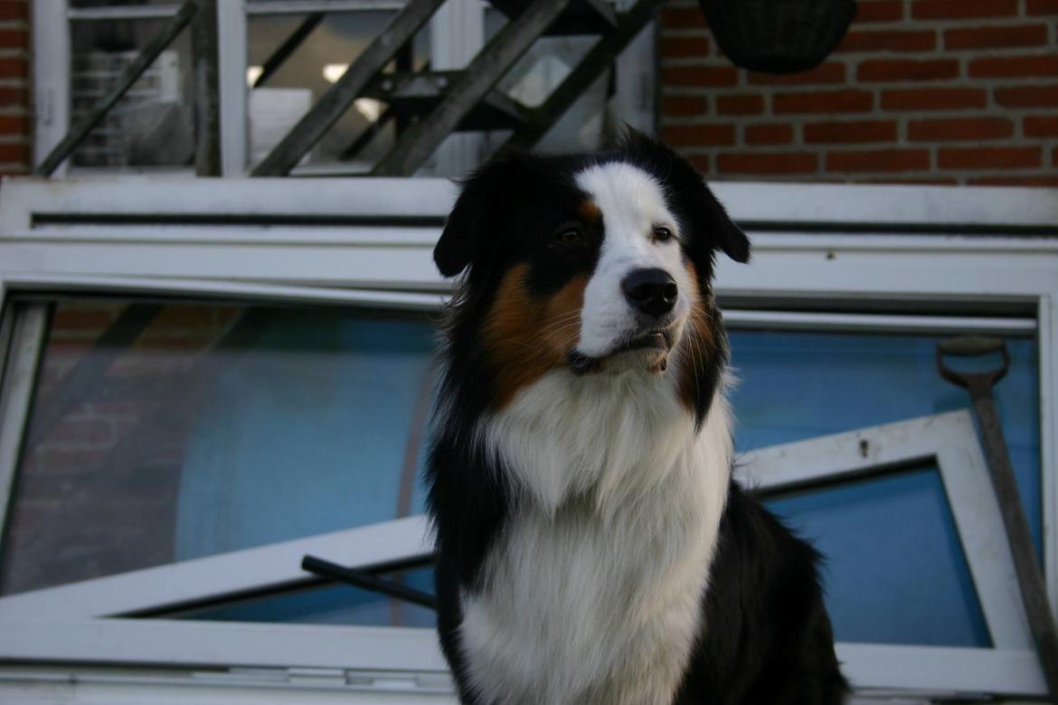 Australian shepherd Godrumgaard's Theo billede 3