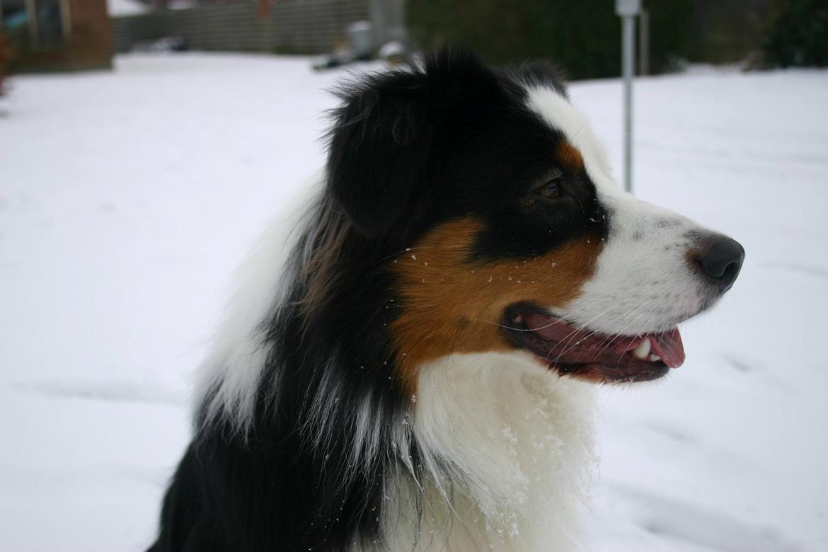 Australian shepherd Godrumgaard's Theo billede 4