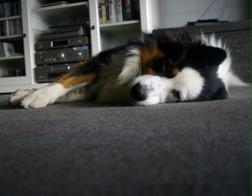 Australian shepherd Godrumgaard's Theo billede 5