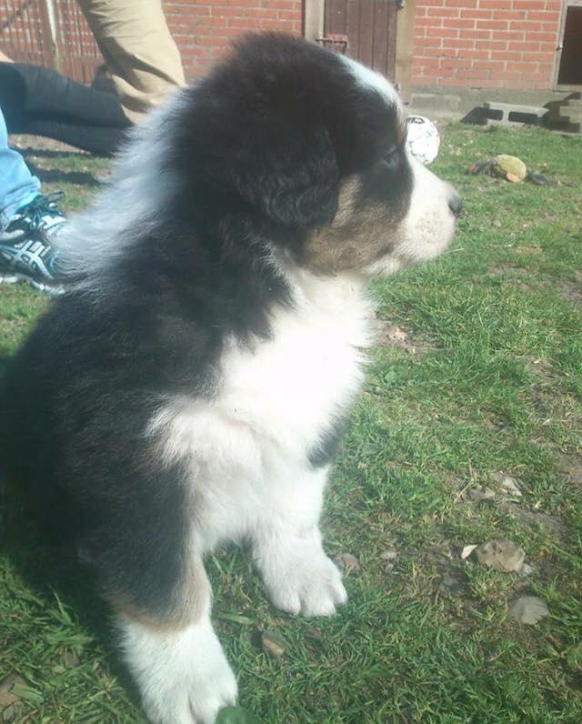 Australian shepherd Godrumgaard's Theo - Da vi kiggede på ham. ((: billede 19