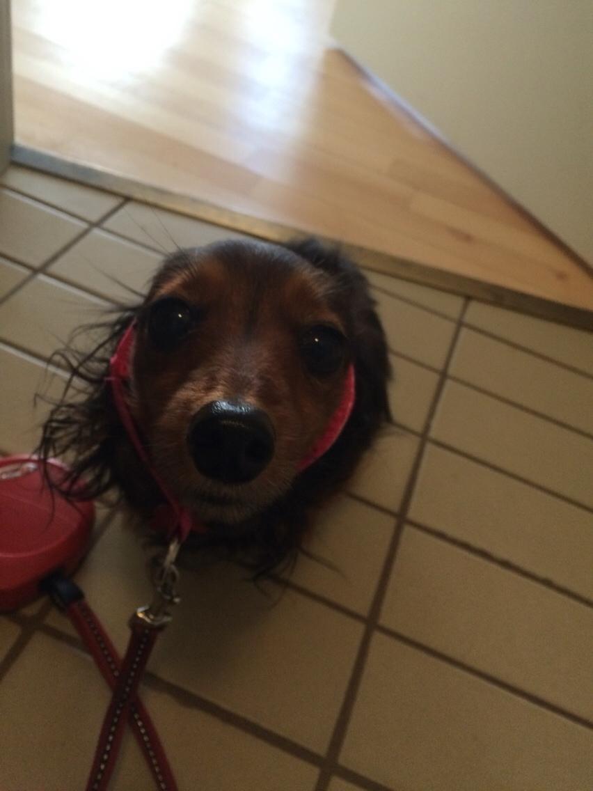 Miniature gravhund Fie  billede 11