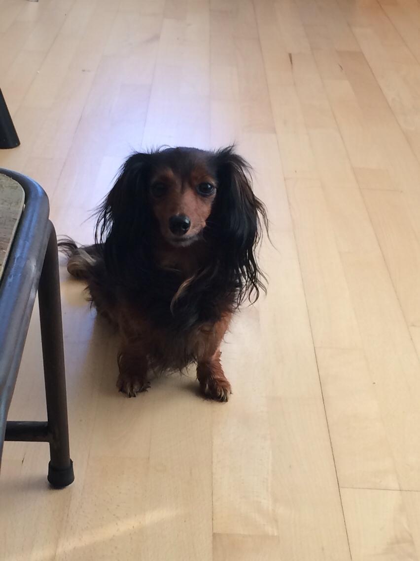 Miniature gravhund Fie  billede 10