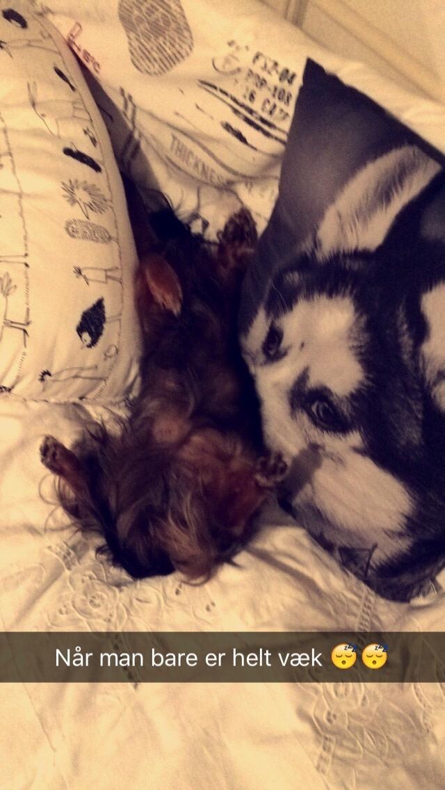 Miniature gravhund Fie  billede 12