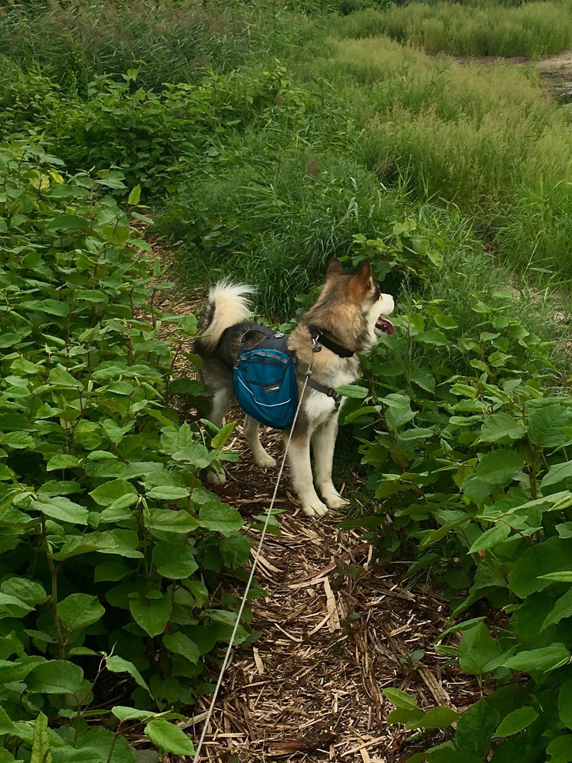 Alaskan malamute F' FIRE IN PAWS Srebrny Kiel  billede 23