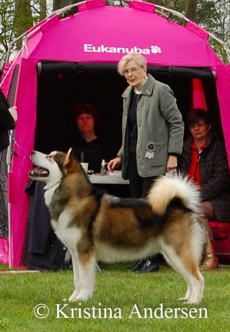 Alaskan malamute F' FIRE IN PAWS Srebrny Kiel  billede 24