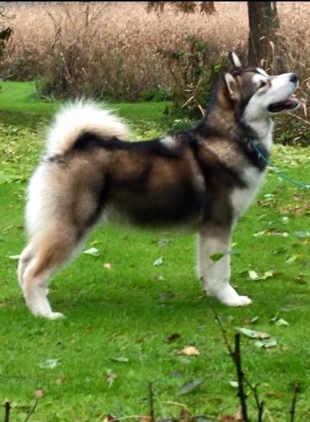 Alaskan malamute F' FIRE IN PAWS Srebrny Kiel  billede 22