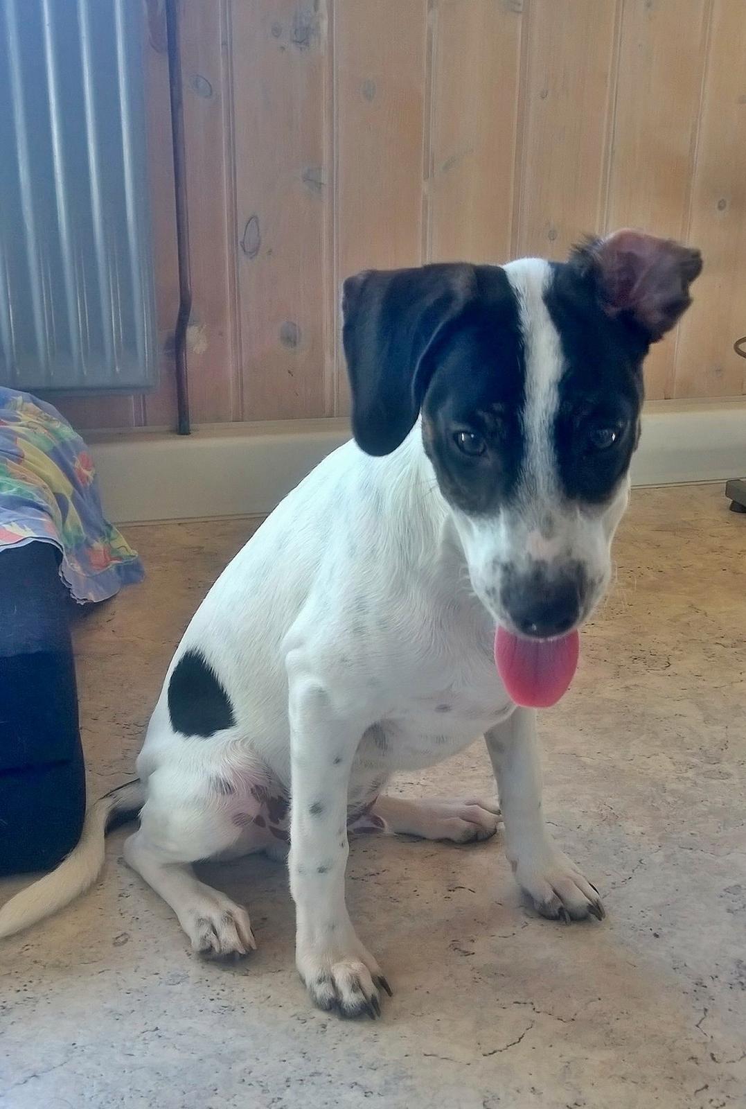 Blanding af racer Marley billede 12