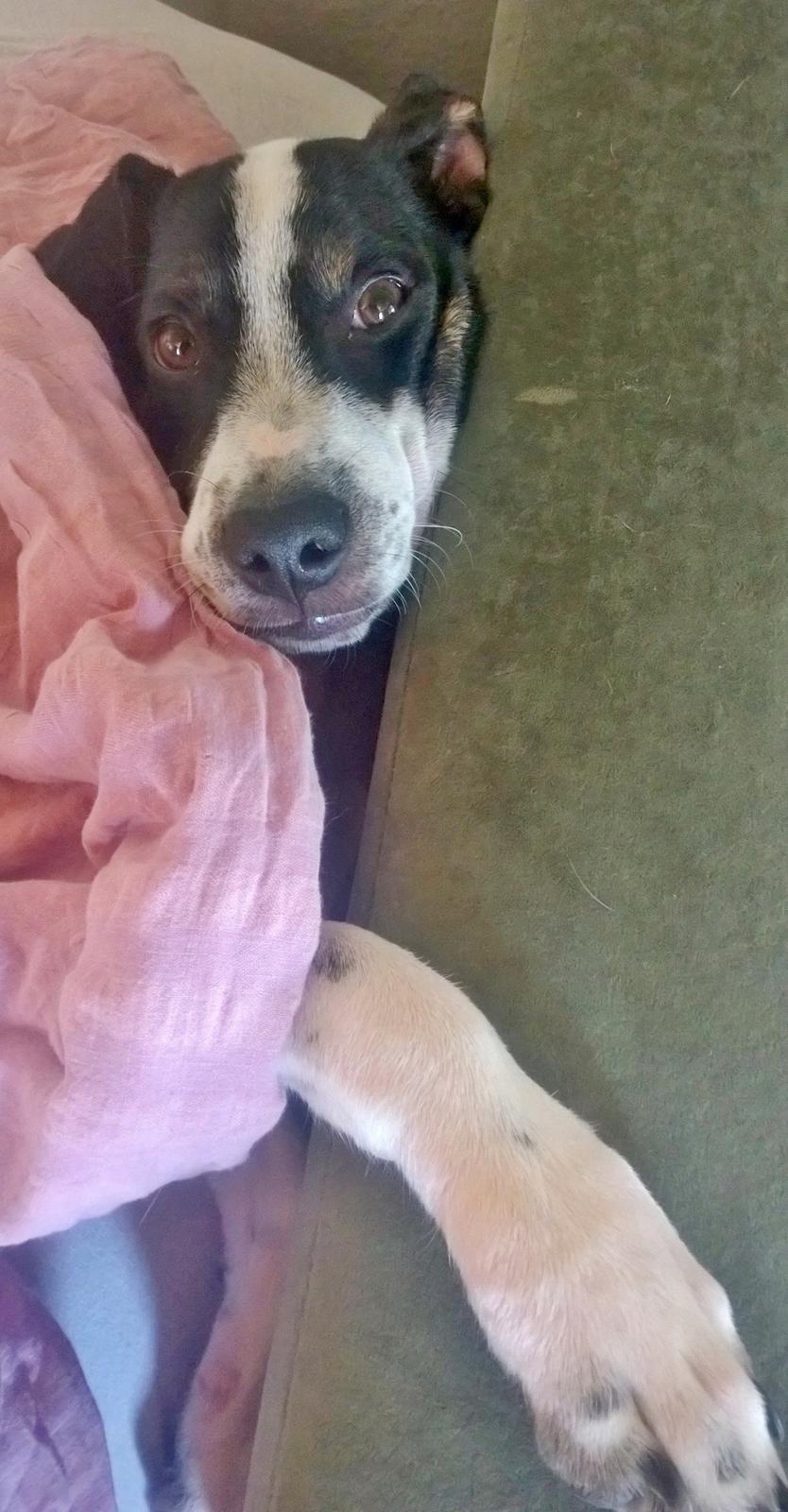 Blanding af racer Marley billede 37