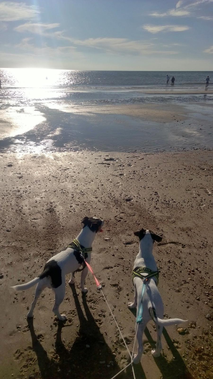 Blanding af racer Marley billede 42