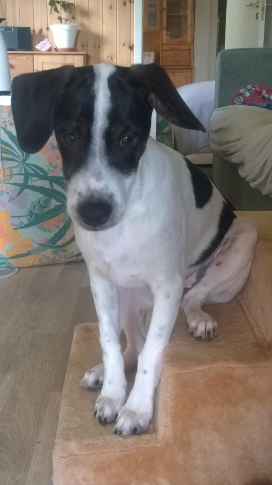 Blanding af racer Marley billede 46