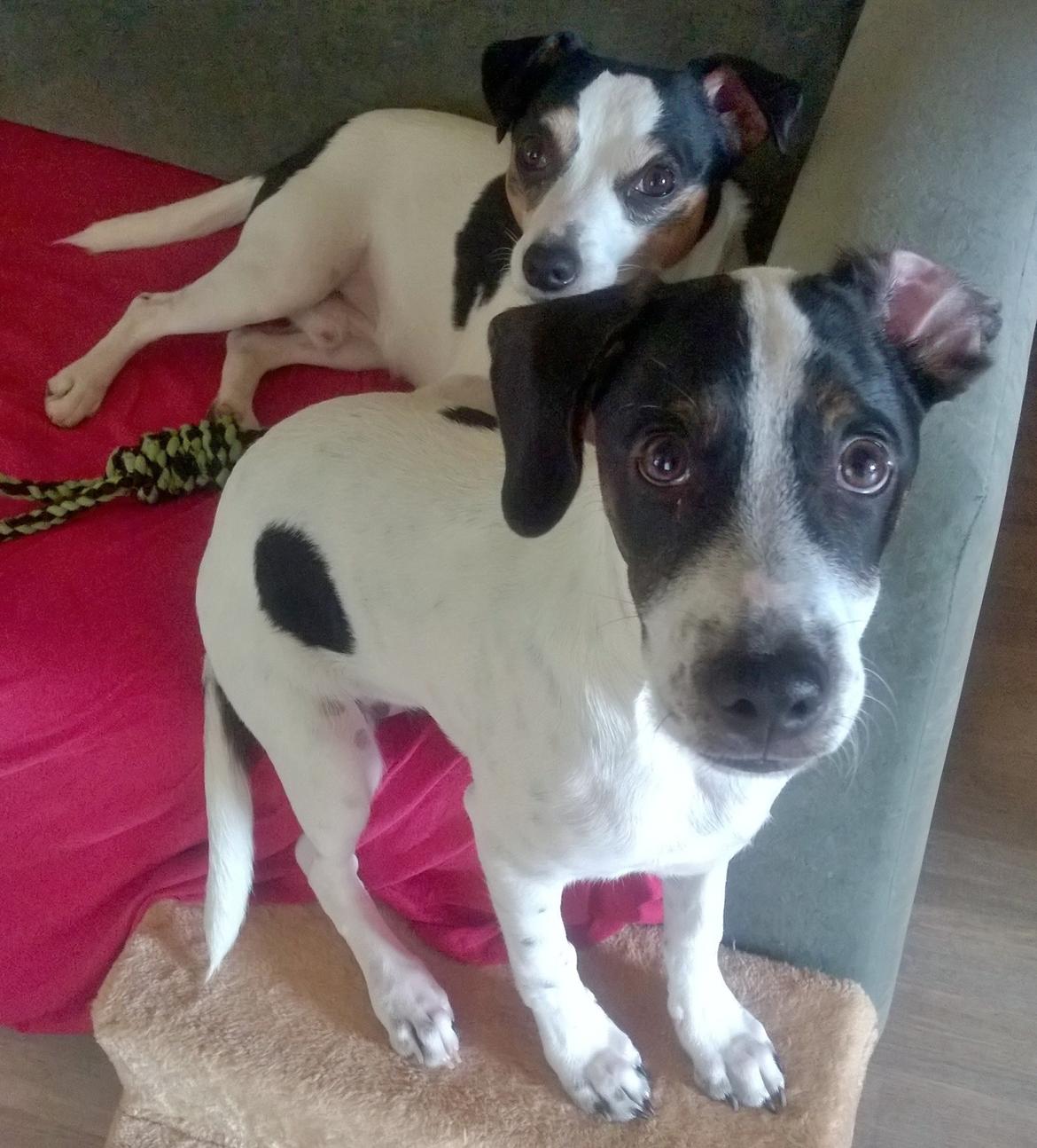 Blanding af racer Marley billede 44