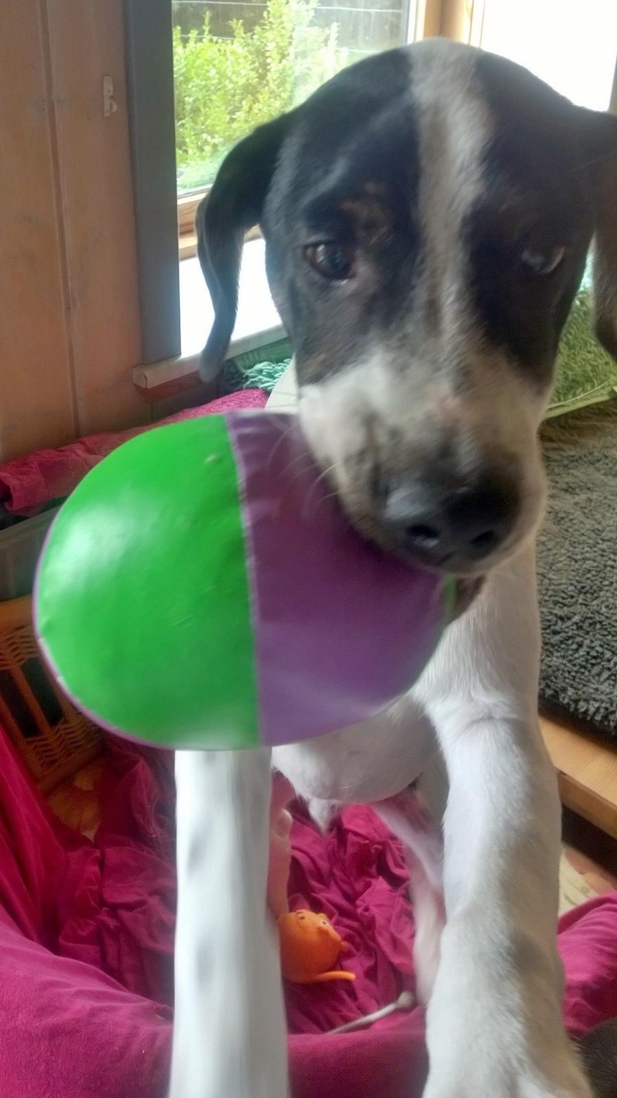 Blanding af racer Marley billede 13