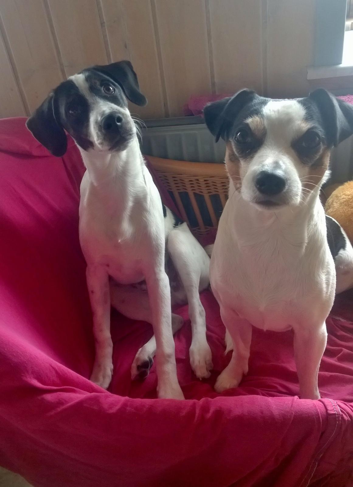 Blanding af racer Marley billede 17