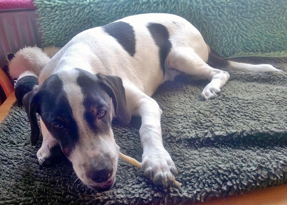 Blanding af racer Marley billede 45