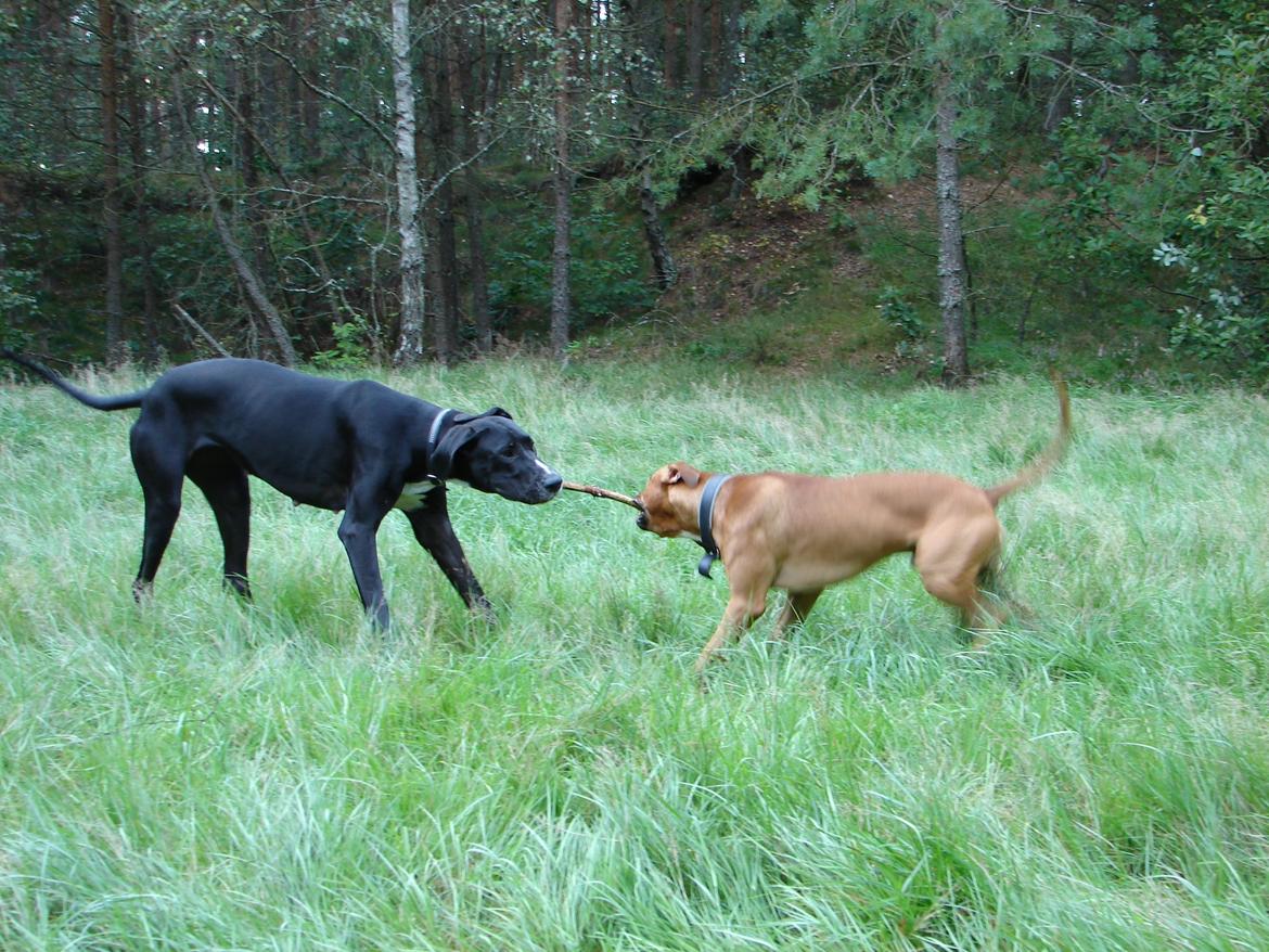 Blanding af racer Magai billede 8