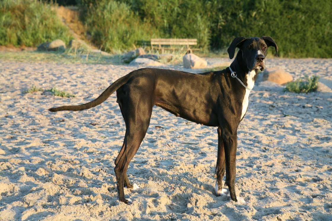 Blanding af racer Magai billede 2