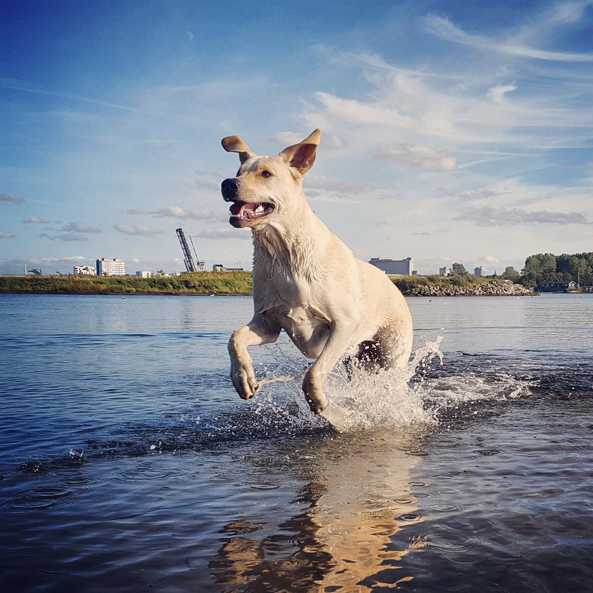 Blanding af racer Elvis *R.I.P* - Lindholm Strand park 11/8-16 billede 13