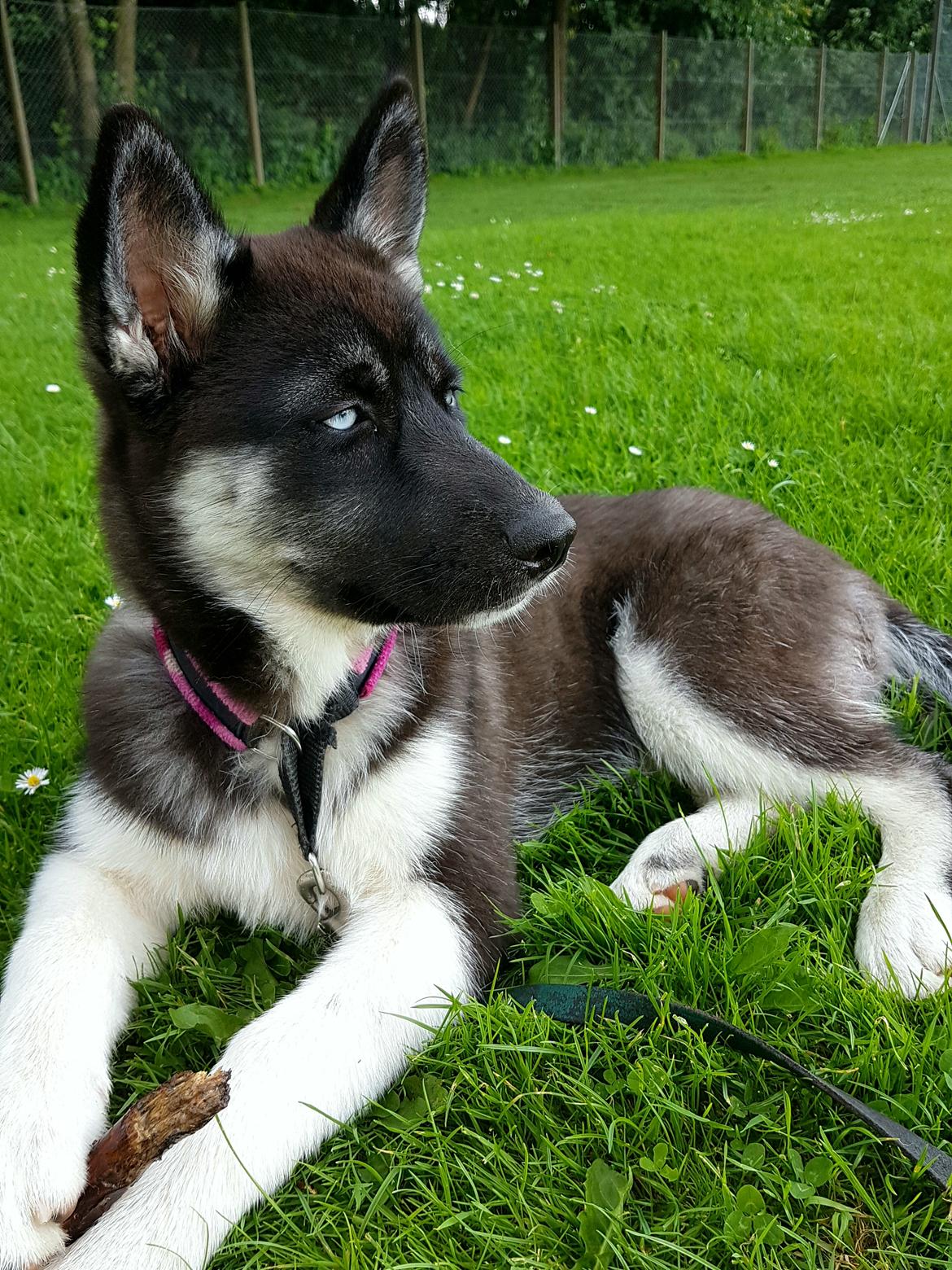 Siberian husky Cindy billede 10