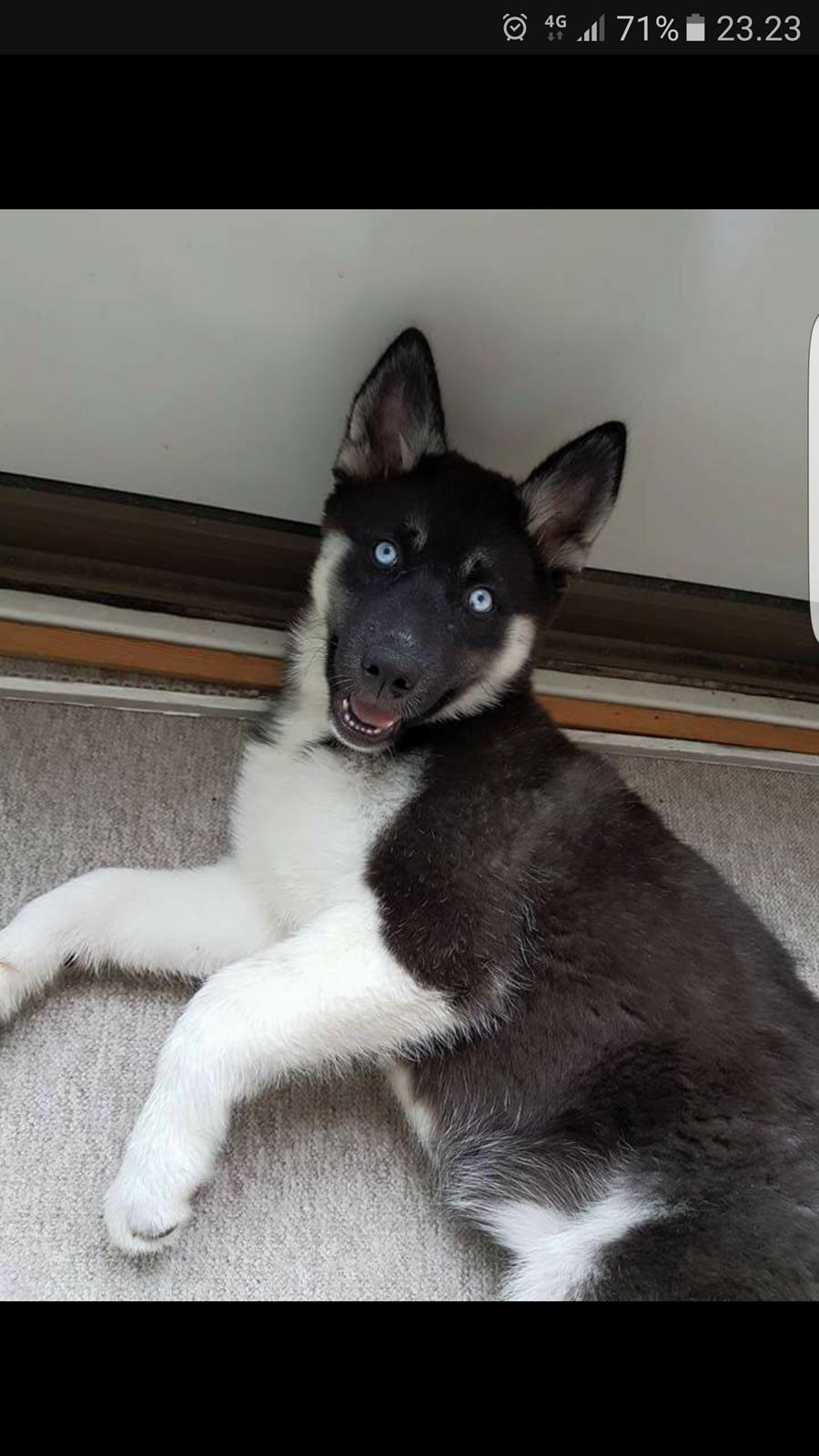 Siberian husky Cindy billede 11