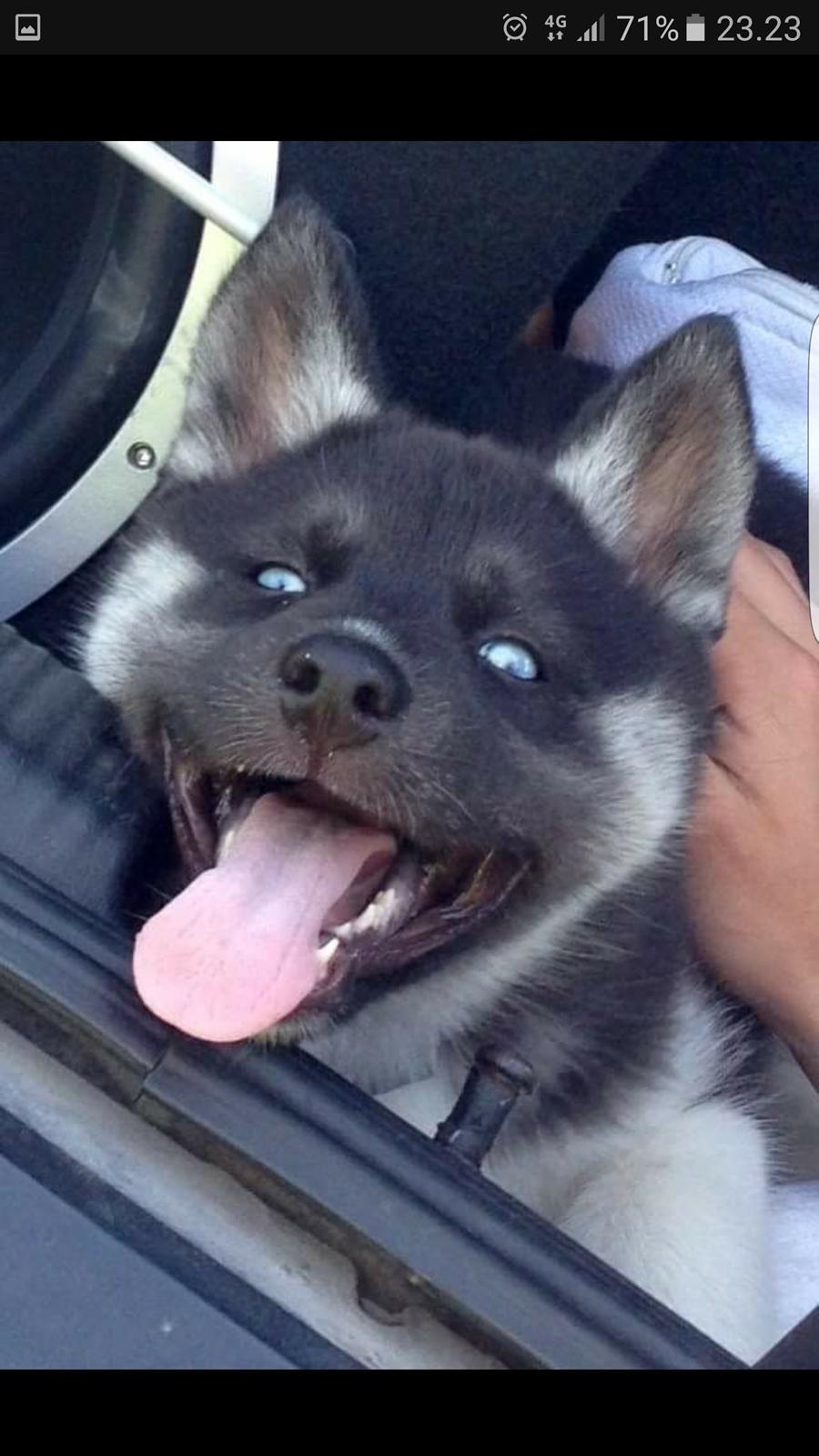 Siberian husky Cindy billede 12