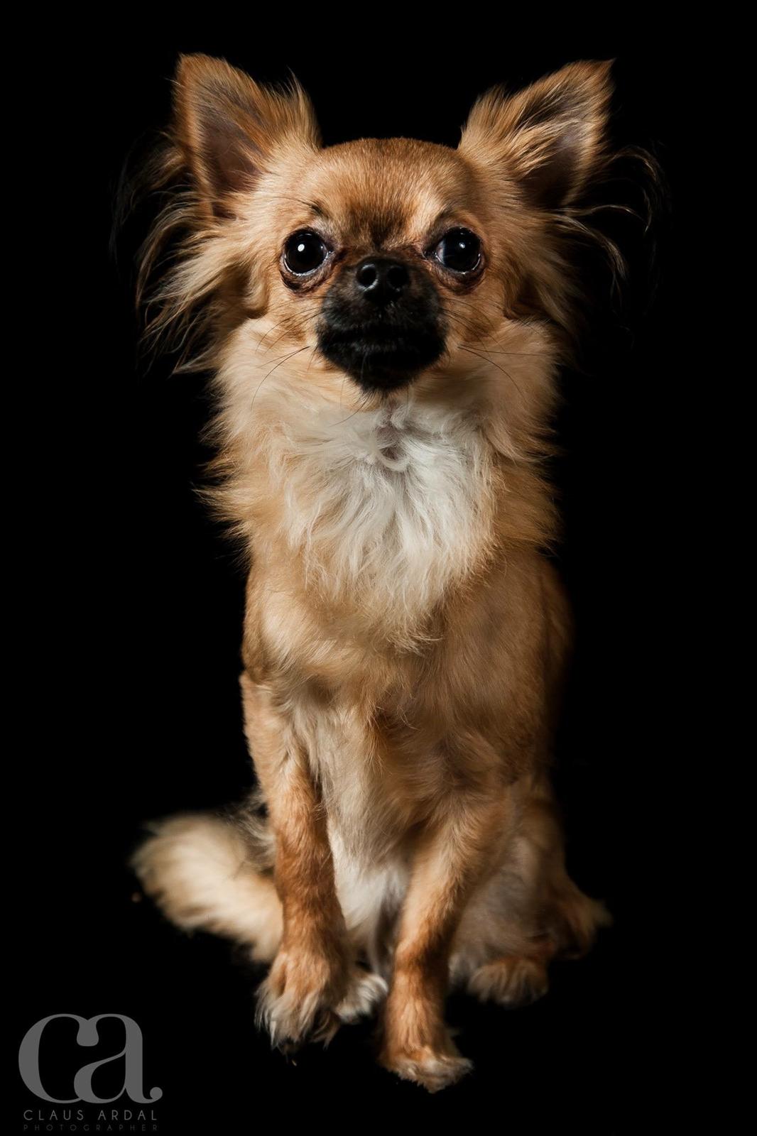 Chihuahua Leopold billede 9