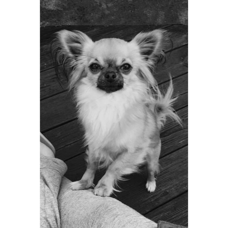 Chihuahua Leopold billede 17