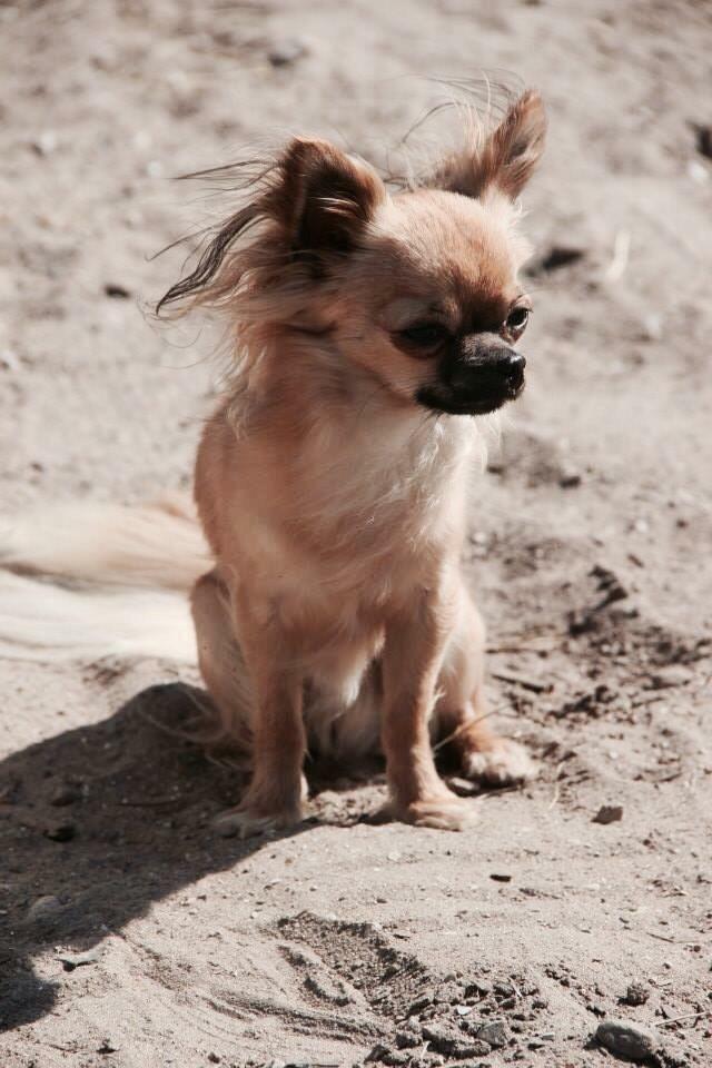 Chihuahua Leopold billede 40