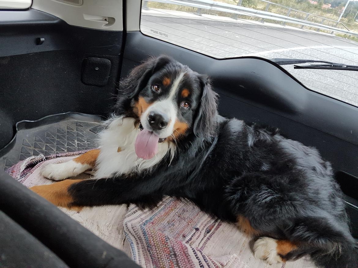 Berner sennenhund Ludvig billede 1