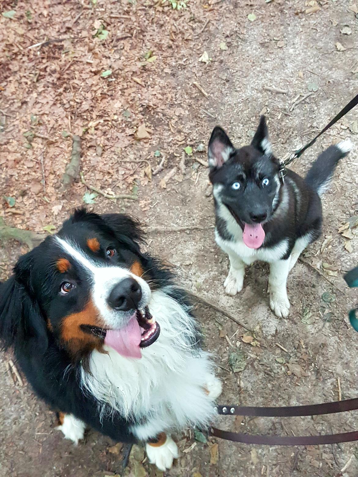 Berner sennenhund Ludvig billede 2