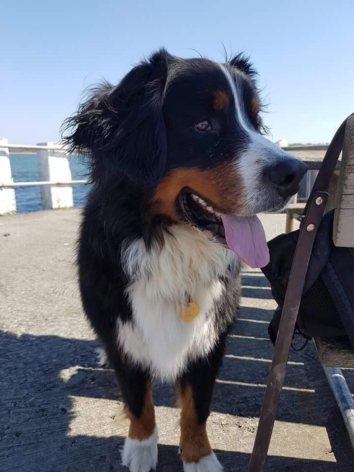 Berner sennenhund Ludvig billede 3