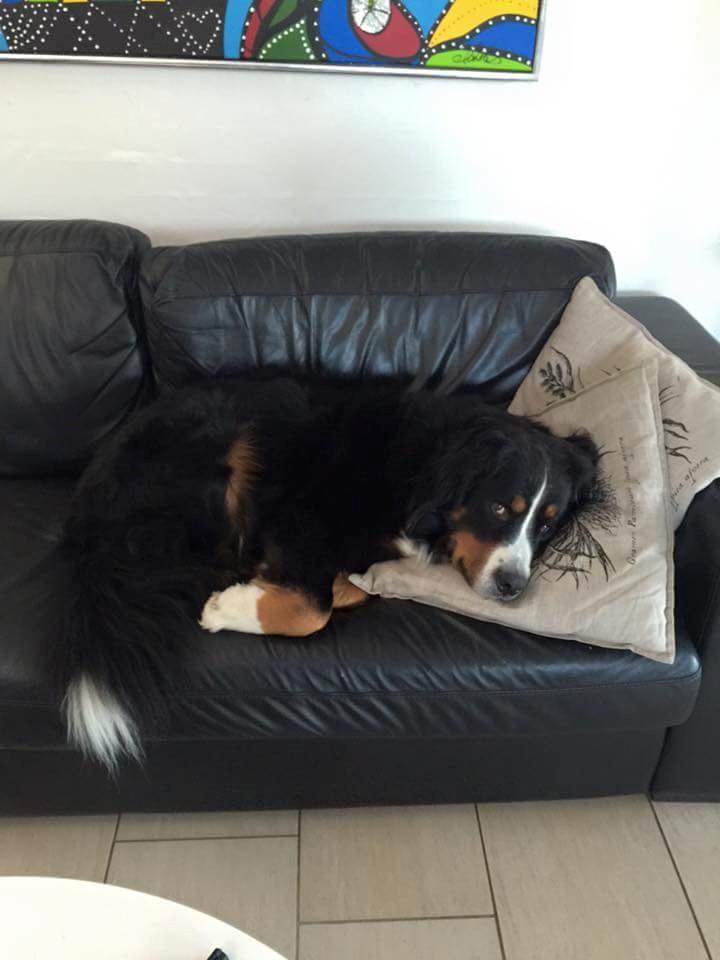 Berner sennenhund Ludvig billede 4