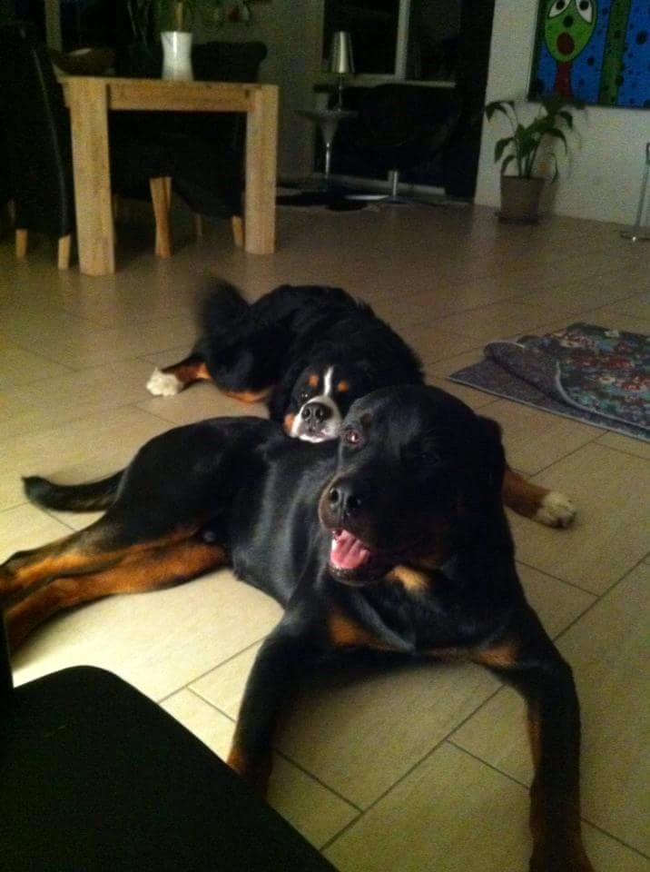 Berner sennenhund Ludvig billede 6