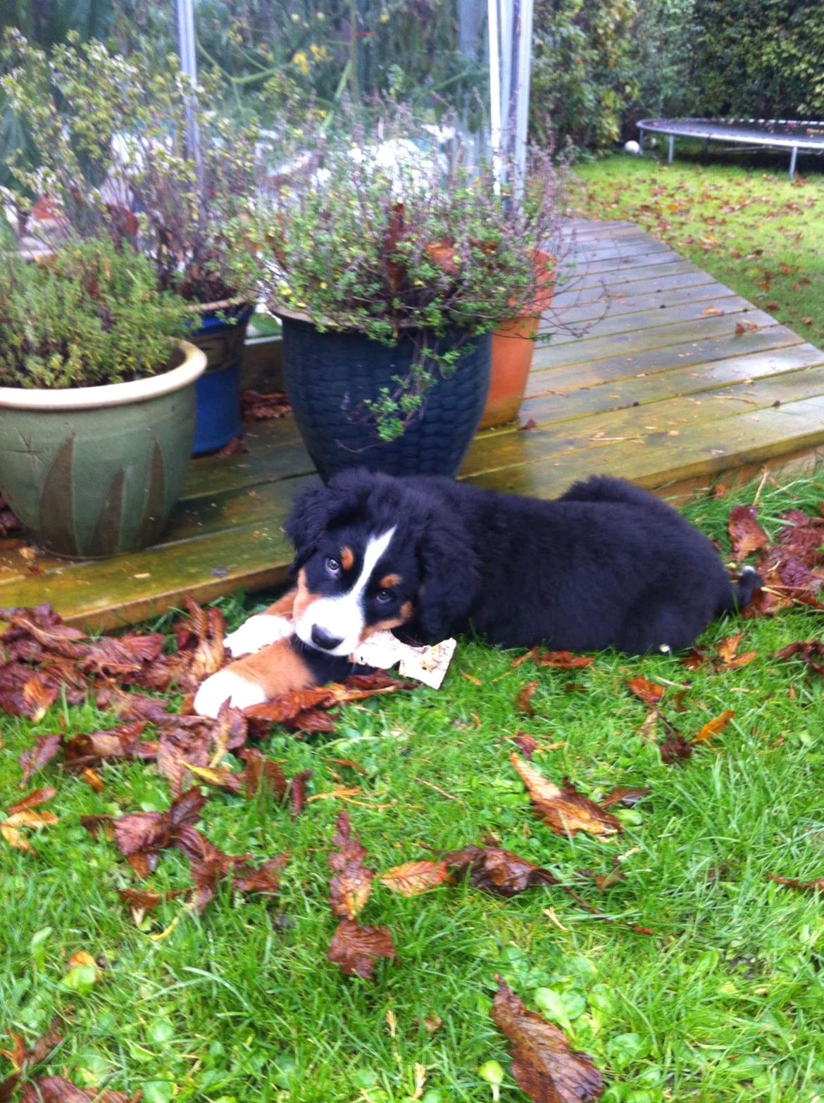 Berner sennenhund Ludvig billede 7