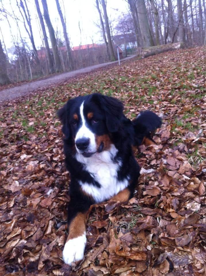 Berner sennenhund Ludvig billede 8