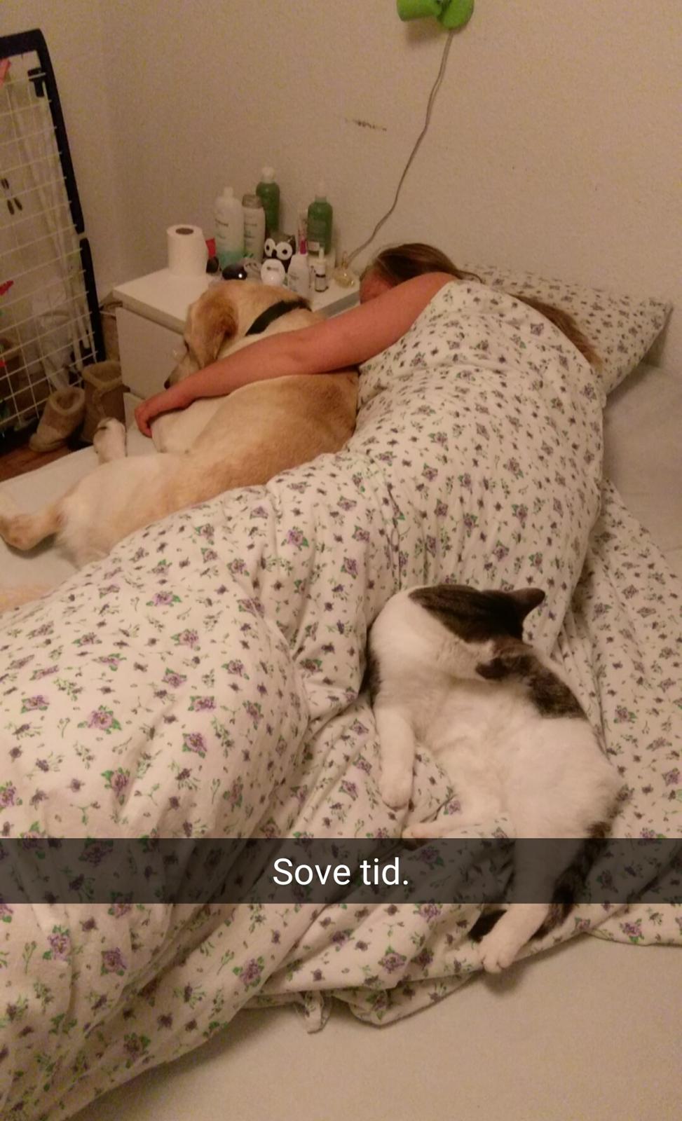 Labrador retriever Manze billede 6