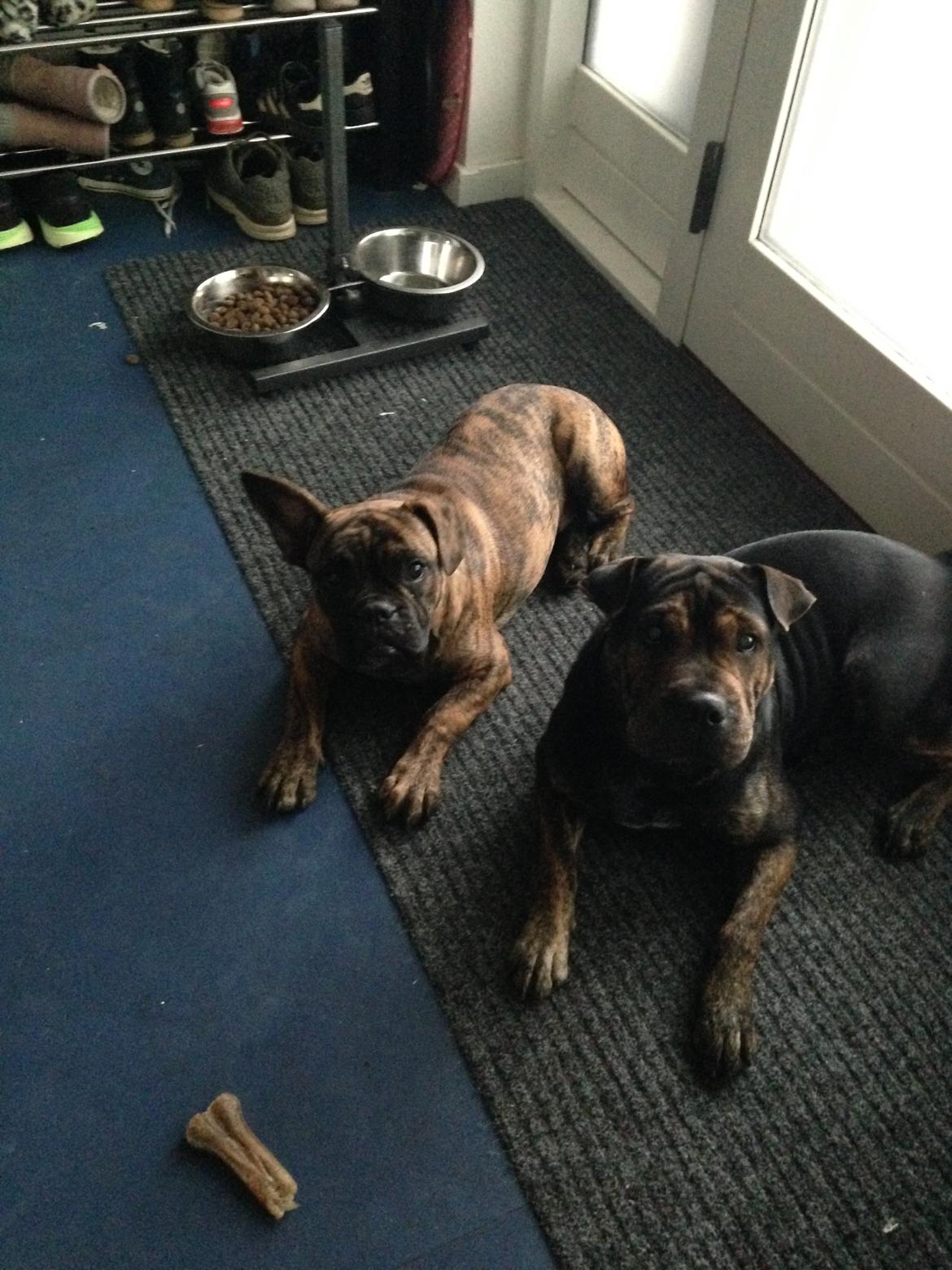 Blanding af racer Honey - Honey oh Buddha billede 14