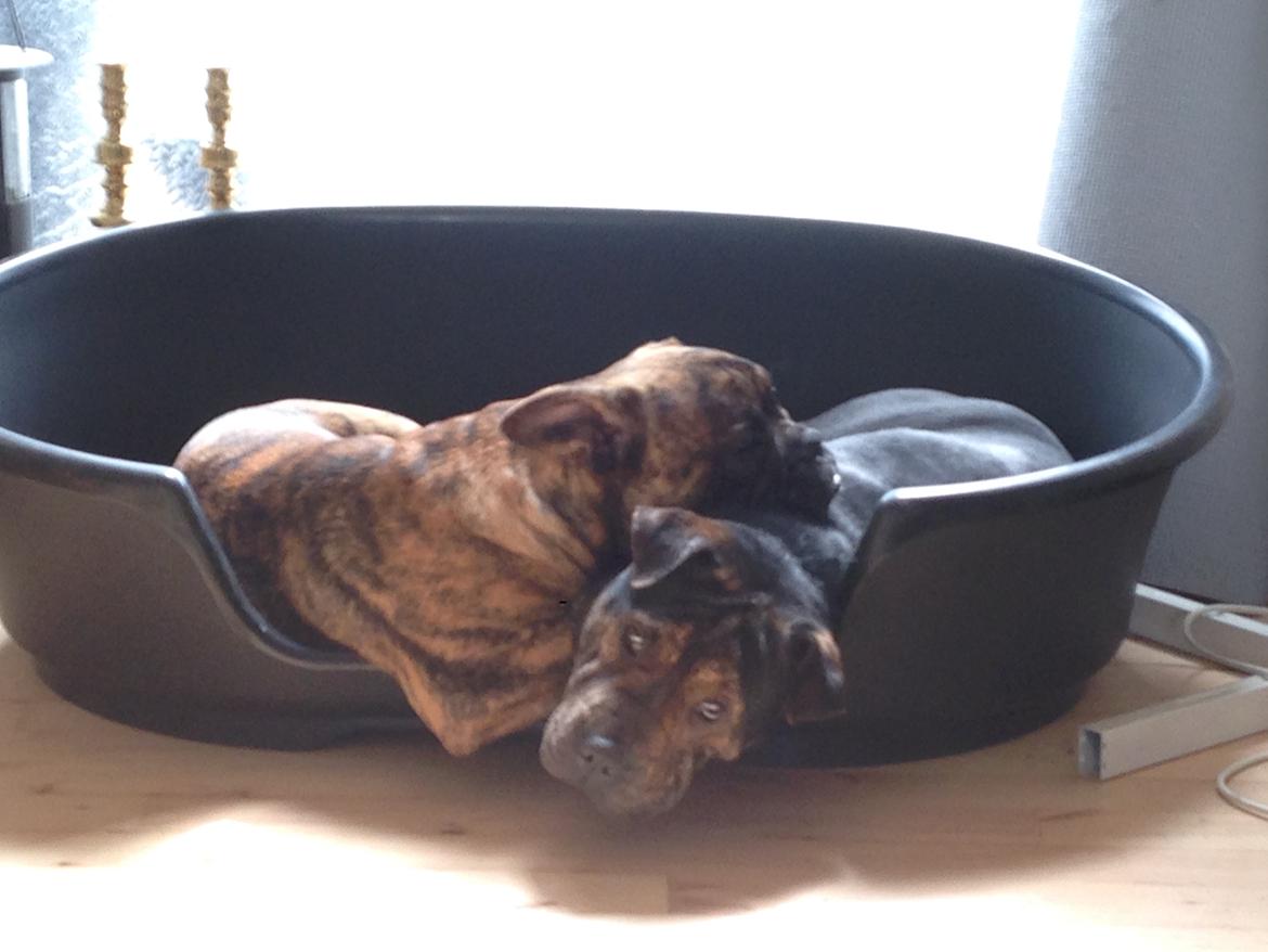 Blanding af racer Honey billede 16