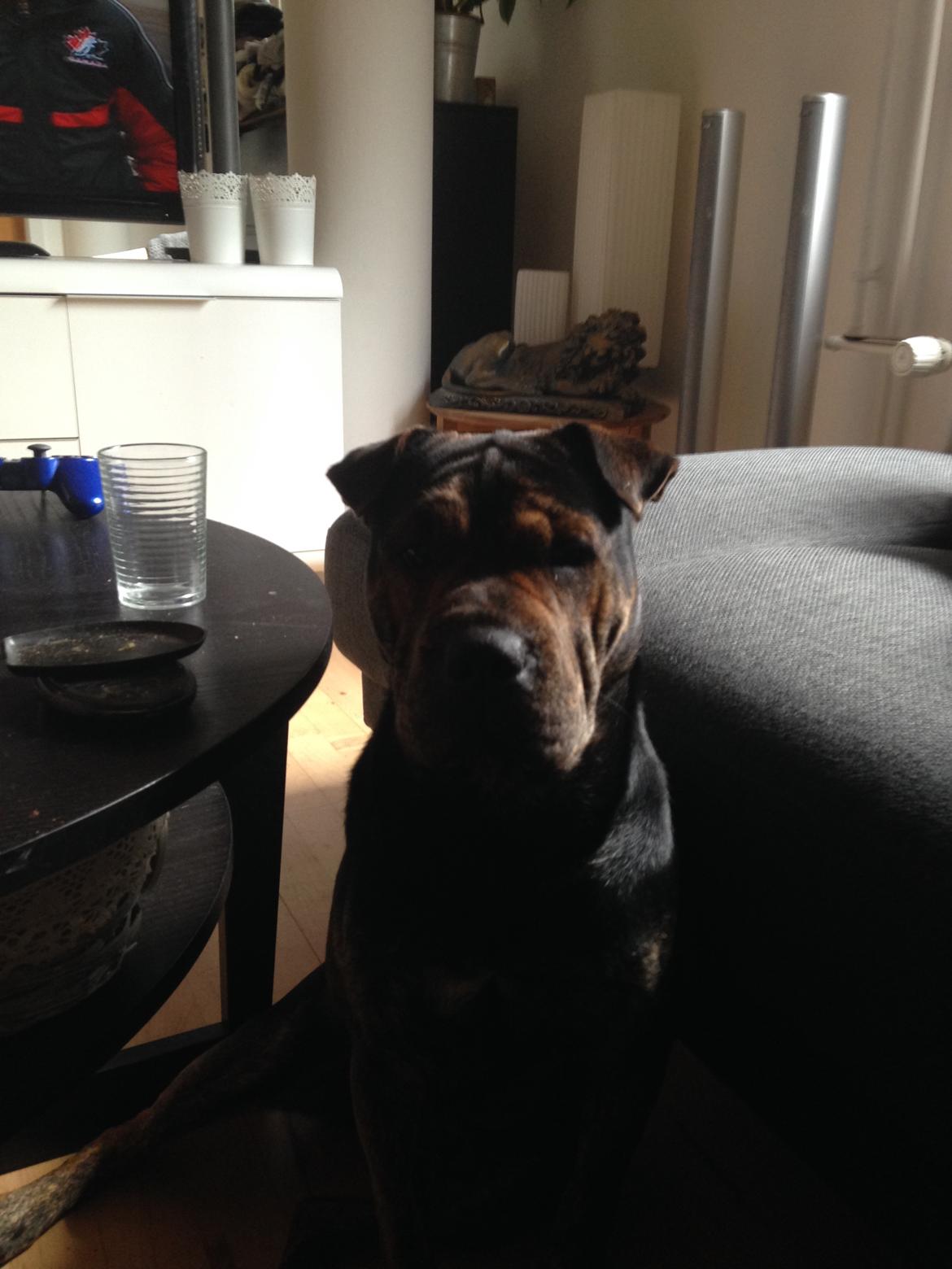 Blanding af racer Honey billede 17